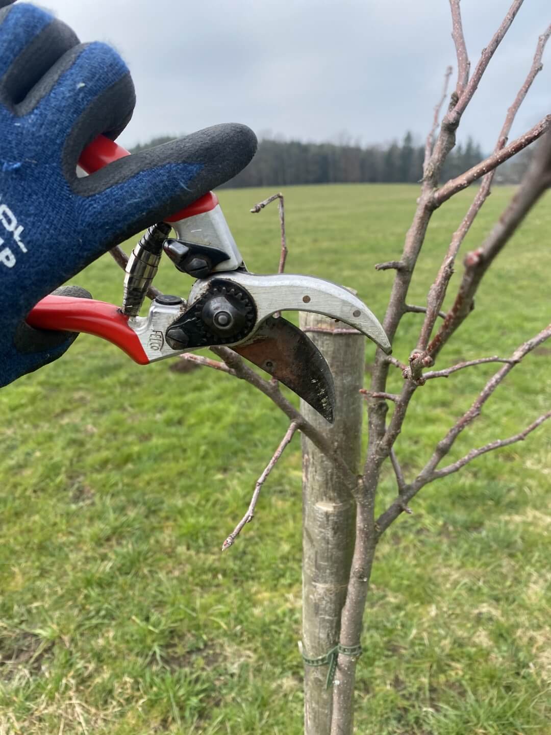 TreePruning